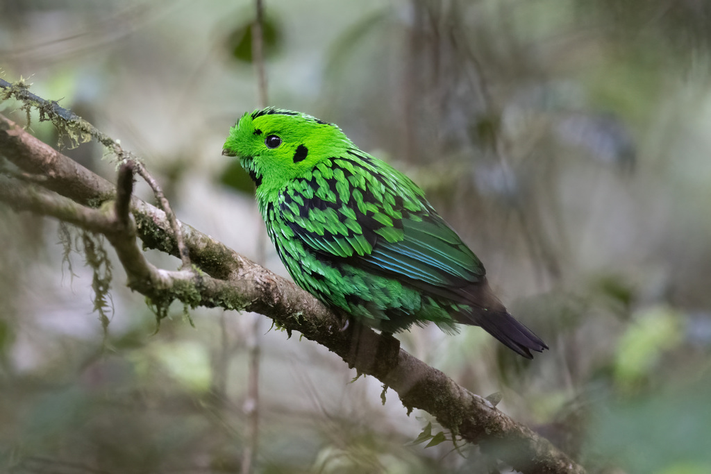 Whitehead's Broadbill (Calyptomena whiteheadi) photo