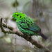 Whitehead's Broadbill - Photo (c) Mike Hooper, all rights reserved, uploaded by Mike Hooper