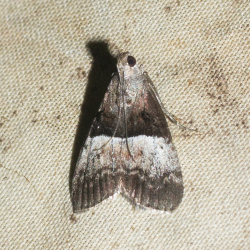 Pococera robustella Zeller, 1848