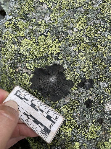 Greater Salted Rocktripe Lichen