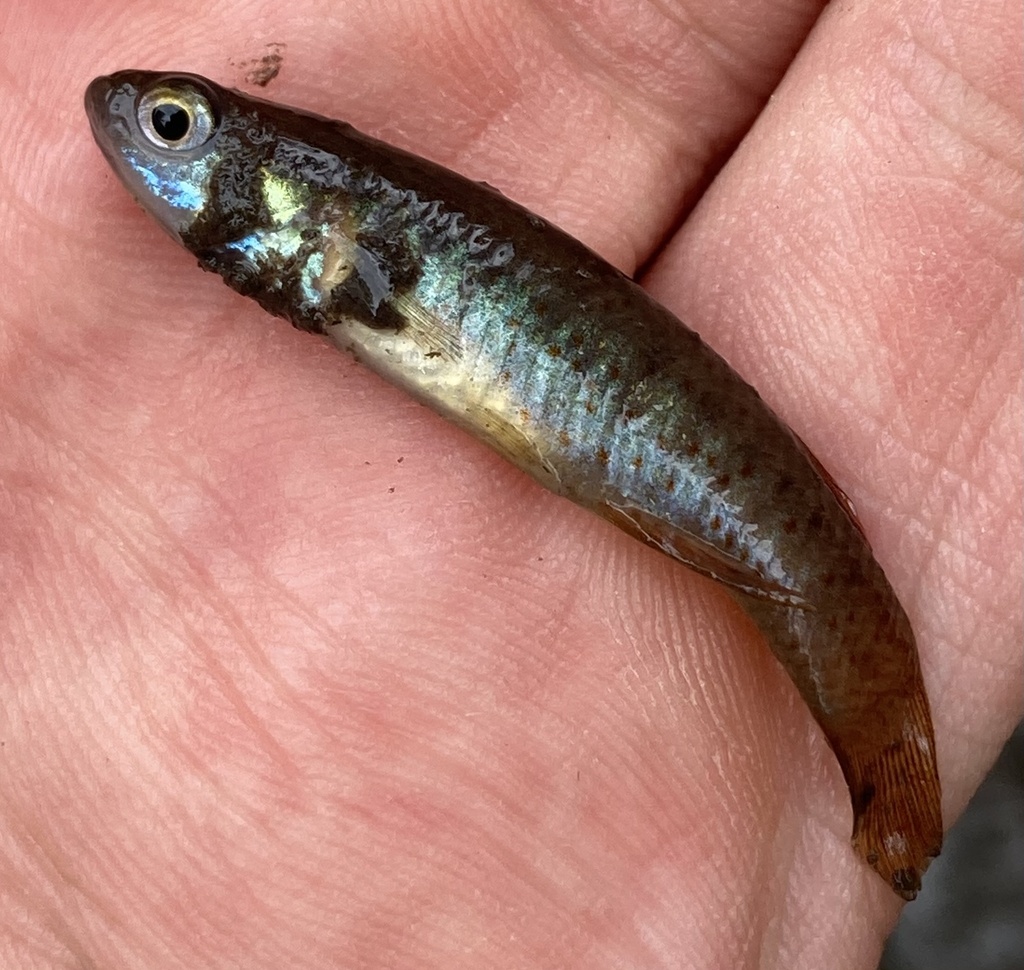 banded-topminnow-from-port-saint-joe-fl-us-on-july-24-2022-at-06-06