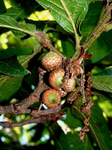 loquat leaf oak