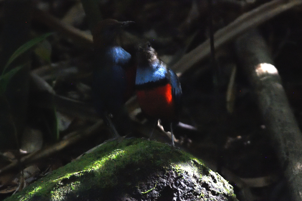 Louisiade Pitta (Erythropitta meeki) photo