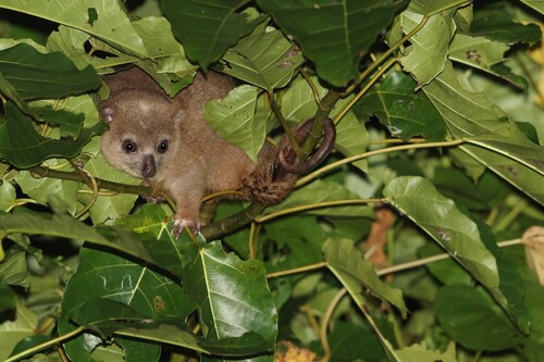 Small Sangihe Cuscus (Strigocuscus sangirensis) — Data Deficient Mammalia