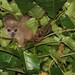 Small Sangihe Cuscus - Photo (c) Carlos N. G. Bocos, all rights reserved, uploaded by Carlos N. G. Bocos