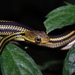 Big-Eyed Ratsnake - Photo (c) Po-Wei Chi, all rights reserved, uploaded by Po-Wei Chi