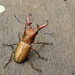 豔細身赤鍬形蟲 - Photo 由 Po-Wei Chi 所上傳的 (c) Po-Wei Chi，保留所有權利