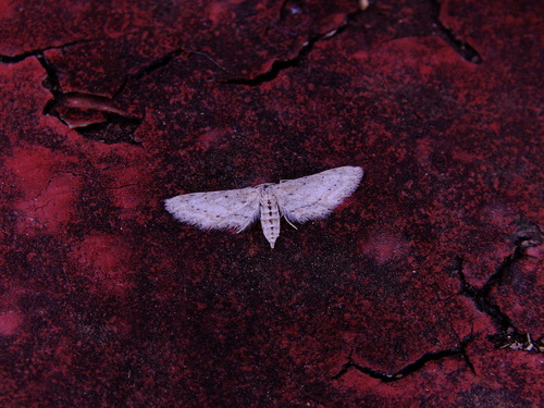 Idaea abnorma