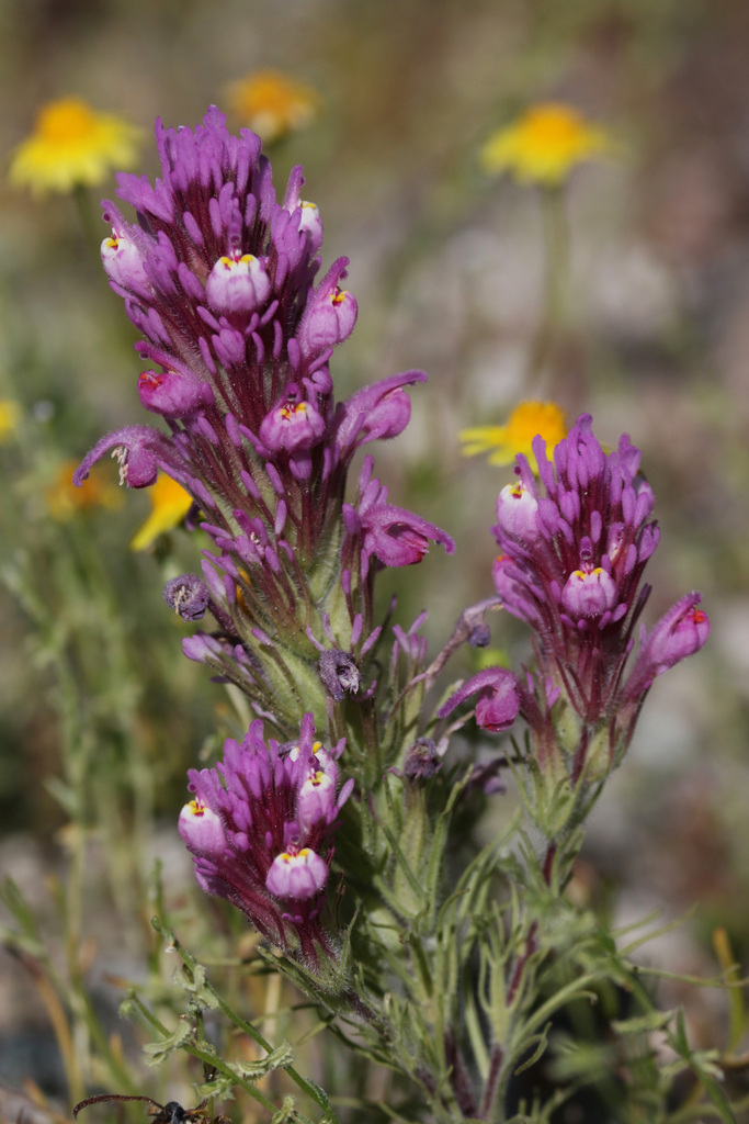 Castilleja exserta exserta from Riverside County, CA, USA on March 12 ...