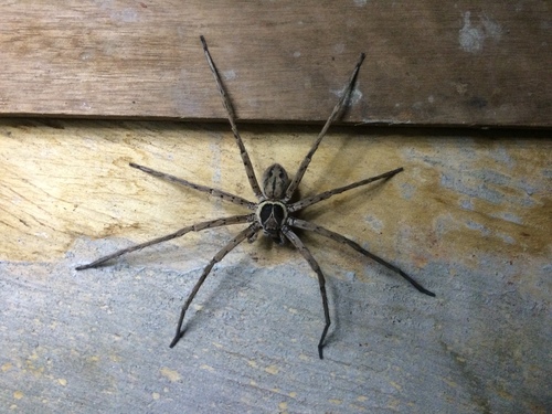 Pantropical Huntsman Spider