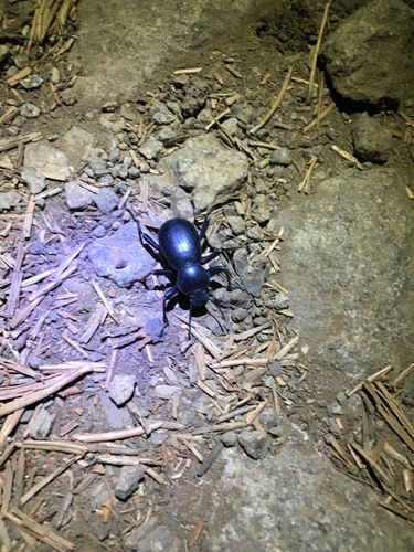 iNaturalist observation photo of Coelocnemis