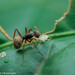 Camponotus textor - Photo (c) Laurent Hesemans, todos los derechos reservados, subido por Laurent Hesemans