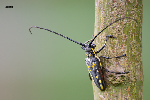 White-striped Longhorn Beetle