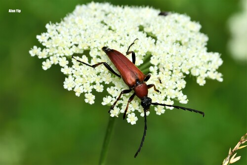 Stictoleptura dichroa