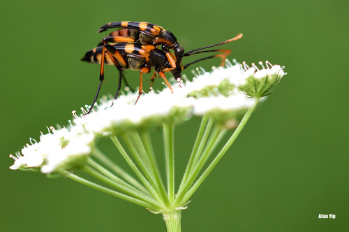 Strangalia attenuata