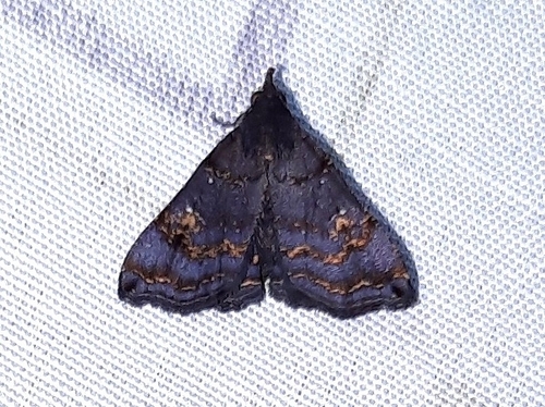Oidemastis aeatusalis