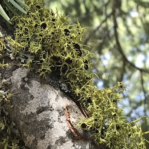 iNaturalist observation photo of Brown-eyed Wolf Lichen