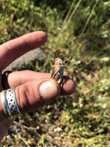 iNaturalist observation photo of Clear-winged Grasshopper