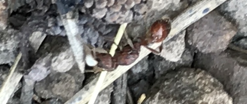 iNaturalist observation photo of Manica invidia