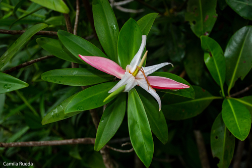 Tea Mangrove (Pelliciera benthamii)