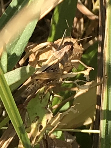 iNaturalist observation photo of Clear-winged Grasshopper