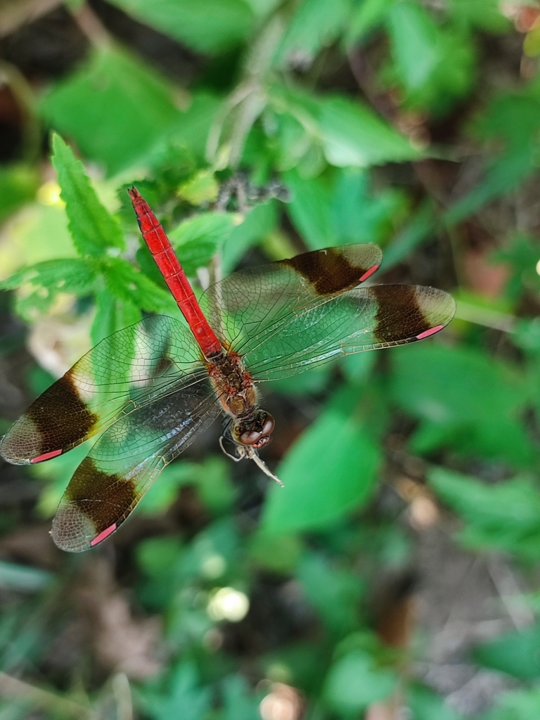 Banded Darter from 20855 Lesmo MB, Italia on July 25, 2022 at 03:51 PM ...