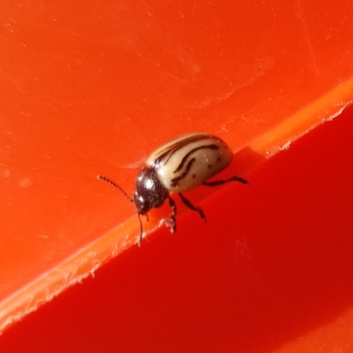 iNaturalist observation photo of Calligrapher Beetles