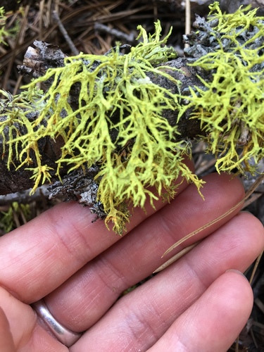iNaturalist observation photo of wolf lichen