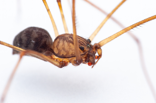Brown Spitting Spider