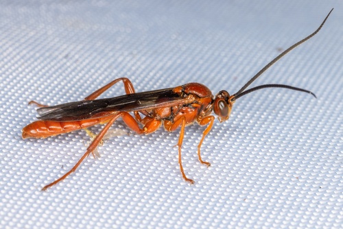 iNaturalist observation photo of Ichneumonid and Braconid Wasps