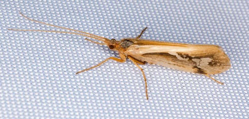 iNaturalist observation photo of Summer Flier Sedges