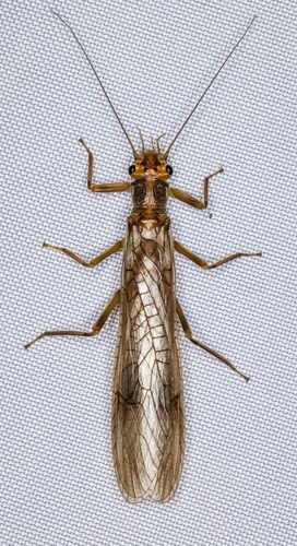 iNaturalist observation photo of Common Stoneflies