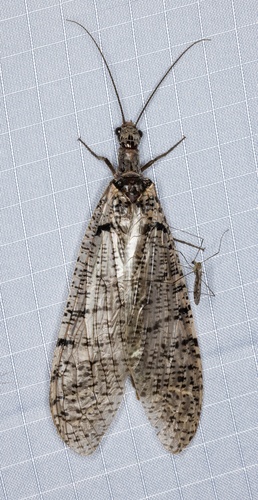iNaturalist observation photo of Protochauliodes