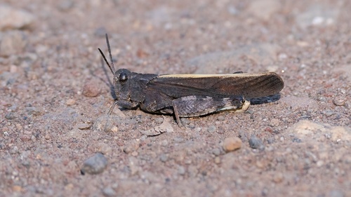 iNaturalist observation photo of Arphia
