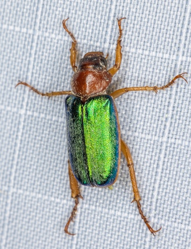 iNaturalist observation photo of Dichelonyx