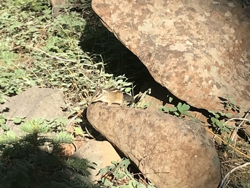 iNaturalist observation photo of Western Chipmunks