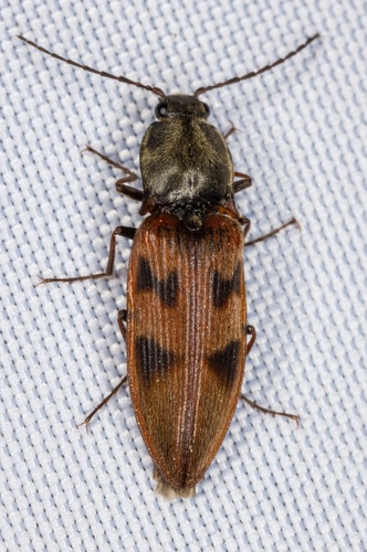 iNaturalist observation photo of Stropenron