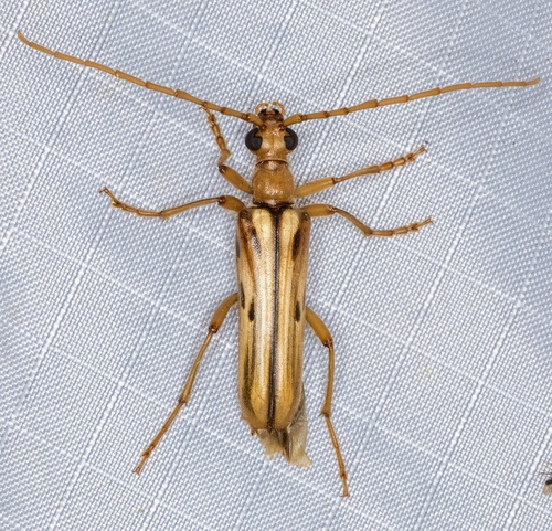 iNaturalist observation photo of Ortholeptura valida