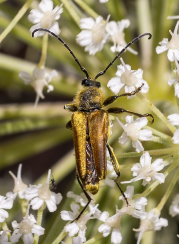 iNaturalist observation photo of Yellow Velvet Beetle