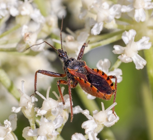 iNaturalist observation photo of Rhynocoris ventralis