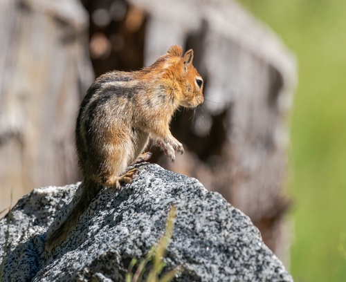 iNaturalist observation photo of Common Golden-mantled Ground Squirrel