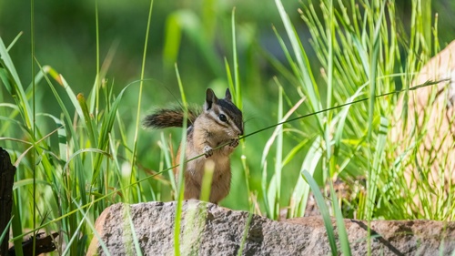 iNaturalist observation photo of Western Chipmunks