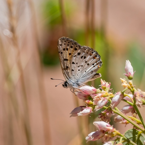 iNaturalist observation photo of Gorgon Copper