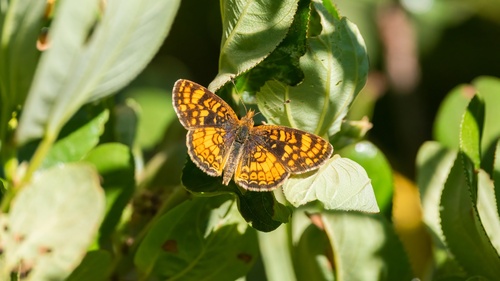 iNaturalist observation photo of Field Crescent