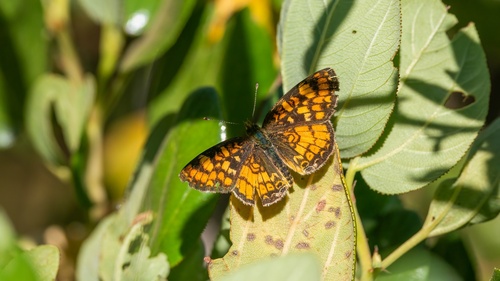 iNaturalist observation photo of Field Crescent