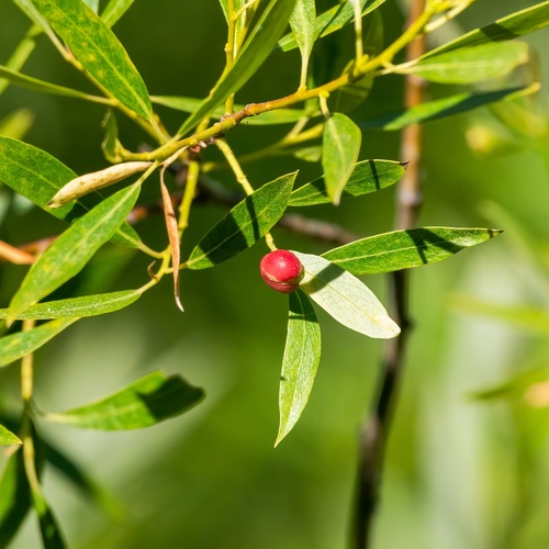 iNaturalist observation photo of Willow Apple Gall Sawfly
