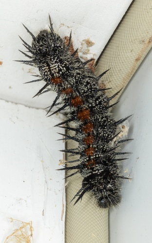 iNaturalist observation photo of Mourning Cloak