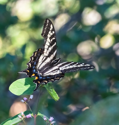 iNaturalist observation photo of Pale Swallowtail