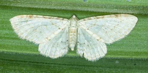 iNaturalist observation photo of Large Hellebore Pug