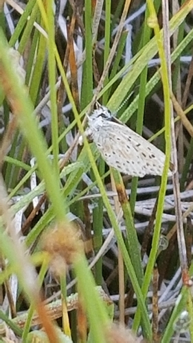 iNaturalist observation photo of Sierra Blue
